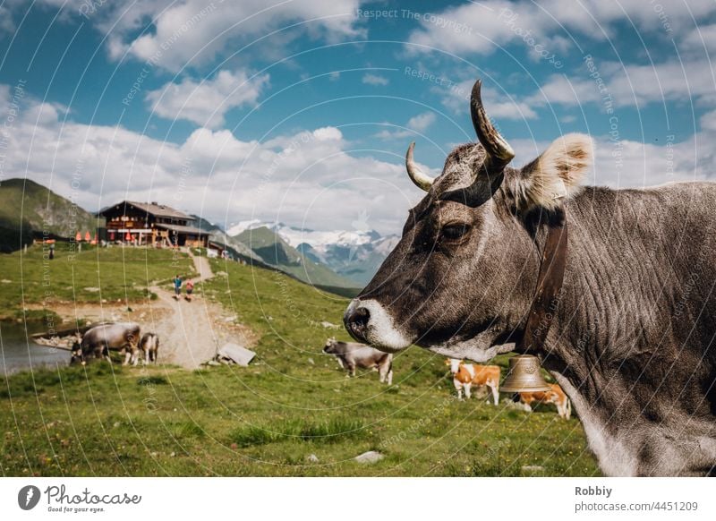 Kuh vor einer Hütte in Osttirol Alpen Wandern Gipfel Urlaub Gebirge Berg Österreich Wanderung Ausblick Aussichtspunkt Horizont Panorama Ferien & Urlaub & Reisen