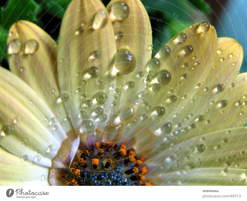 morgentau Blüte Blütenblatt Tau Sommer Wassertropfen Makroaufnahme Detailaufnahme