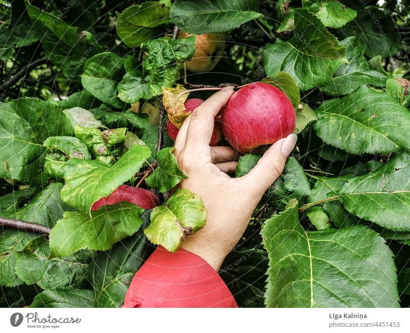 Handlese eines Apfels Gesundheit Apfelbaum Frucht Baum Apfelernte Bioprodukte Vegetarische Ernährung Garten Gesunde Ernährung Ernte frisch Lebensmittel lecker