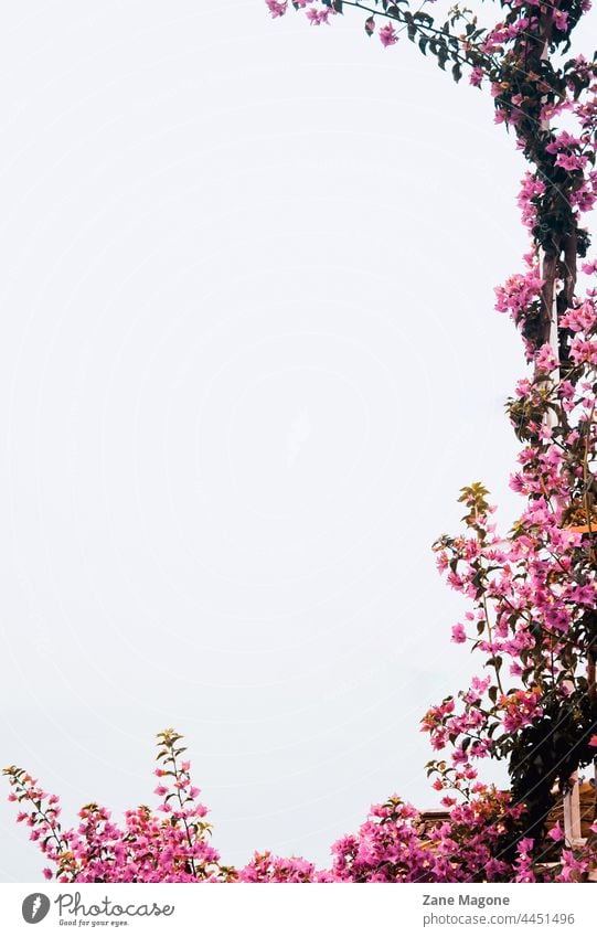 Floral Rahmen von rosa Bougainvilleen, Amalfi-Küste Thema, Buch-Cover, soziale Medien Hintergrund Amalfiküste amalfitana Italien italienischer hintergrund