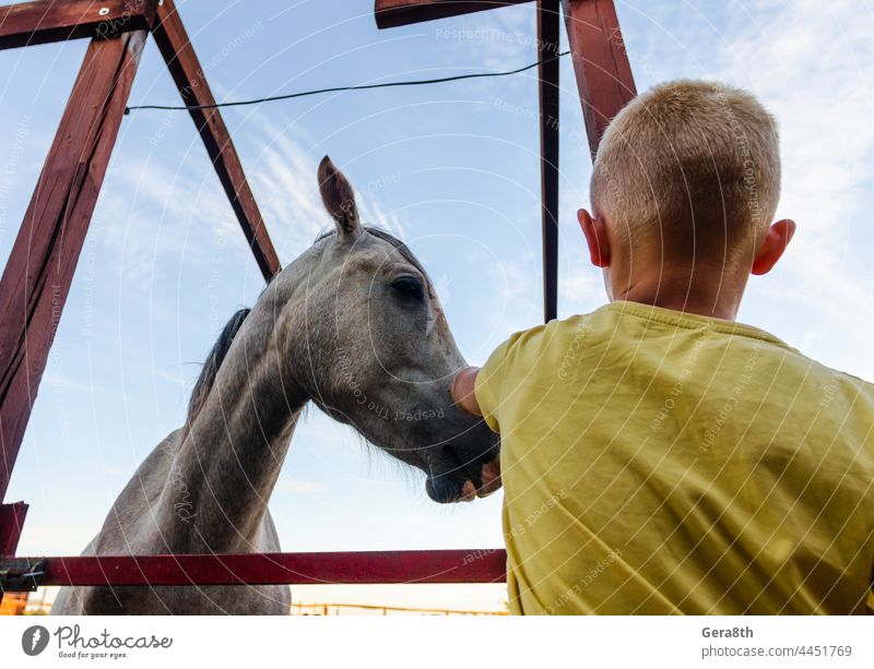 Pferd und Kind auf der Ranch im Sommer Tier Rückansicht Hintergrund schwarz blau züchten braun Eckzahn abschließen Wolken Landschaft Tag heimisch Auge Bauernhof