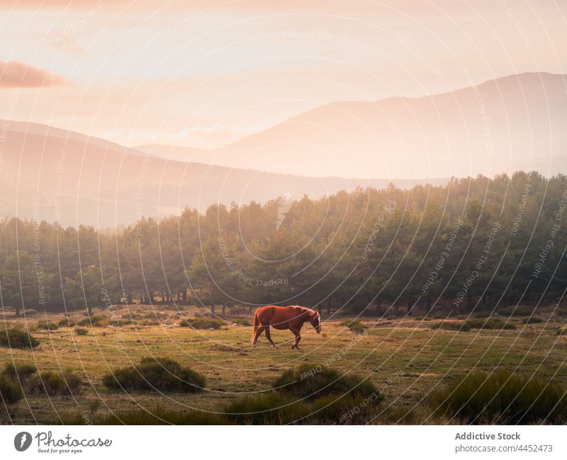Pferd grasend im Feld gegen Berge im Sonnenlicht Natur Berge u. Gebirge wild Umwelt Weide Tier weiden Landschaft sierra de guadarrama Spanien wolkig Gras Tal