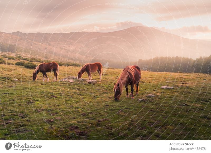 Weidende Pferde auf einer Wiese gegen Berge im Sonnenlicht Natur Berge u. Gebirge wild Umwelt Tier weiden Feld Landschaft sierra de guadarrama Spanien wolkig