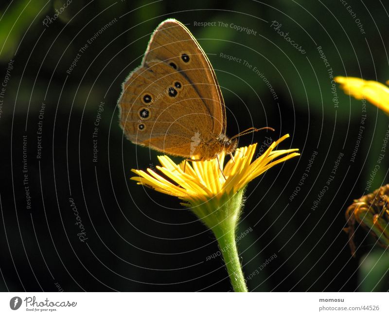 schmetterlingsfrühstück Schmetterling Blume Wiese Blüte Insekt