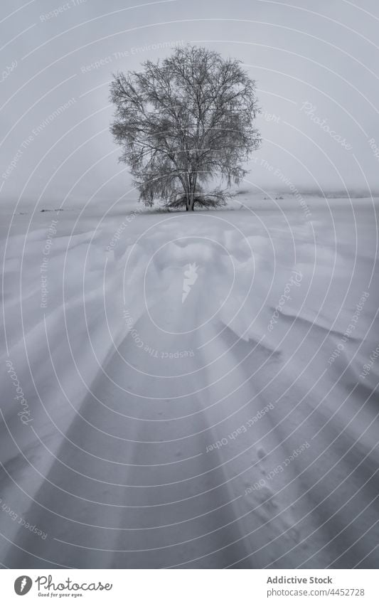 Einsamer Baum in verschneitem Feld mit Hügeln Schnee Natur Umwelt Landschaft Himmel einsam Winterzeit Wetter vegetieren kalt Hügelseite holprig Reihe Wiese