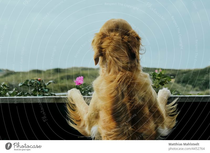 Golden Retriever schaut vom Balkon Hund Fell Ausblick Tier Haustier Farbfoto Tierporträt Außenaufnahme Natur Porträt Tag Menschenleer Tierliebe braun Landschaft
