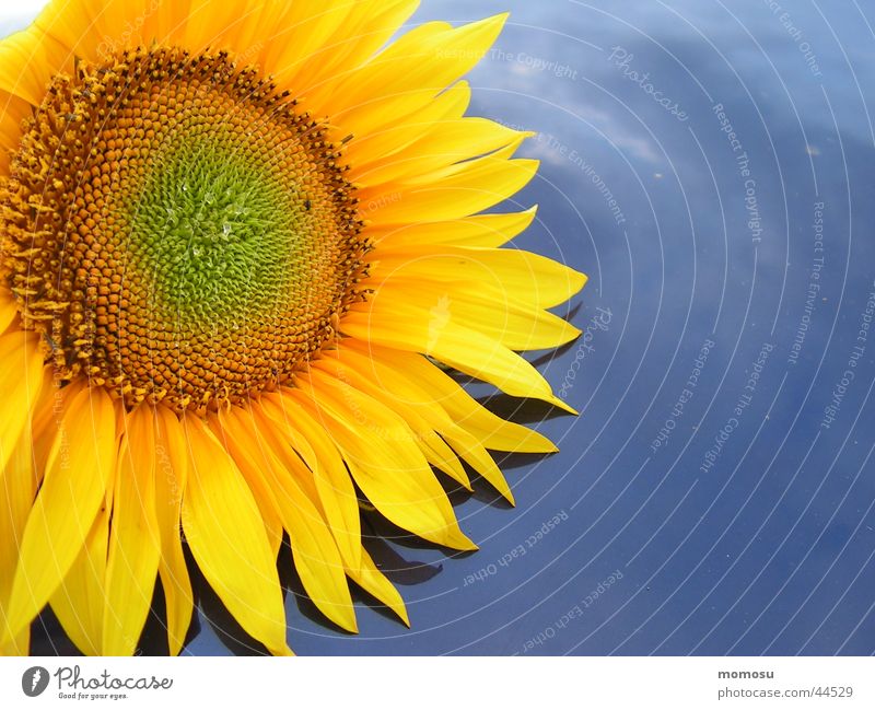 beschenkt Sonnenblume Blüte Blatt gelb Autodach Sommer blau Himmel Detailaufnahme