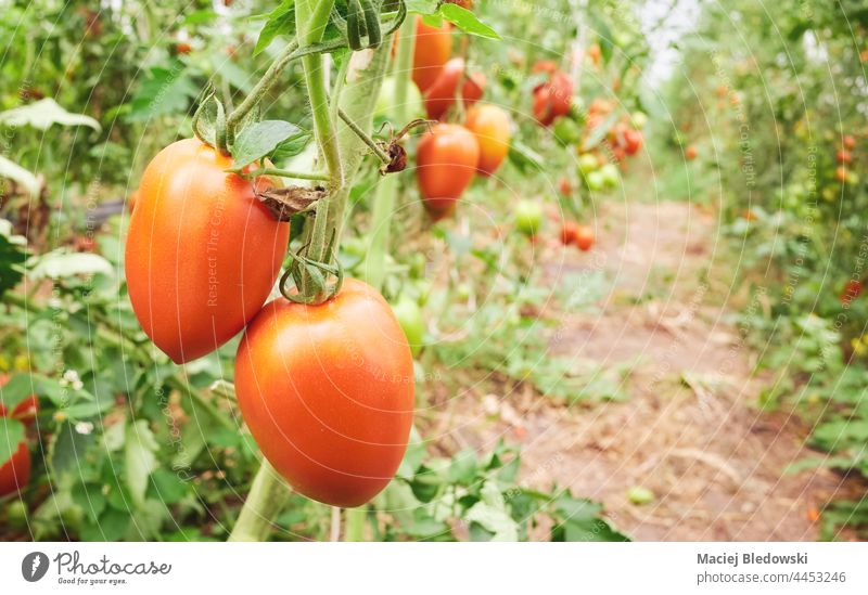 Nahaufnahme von Bio-Tomaten in einer Gewächshausplantage, selektiver Fokus. organisch Bauernhof Ackerbau Gemüse Frucht Garten Pflanze natürlich rot frisch grün