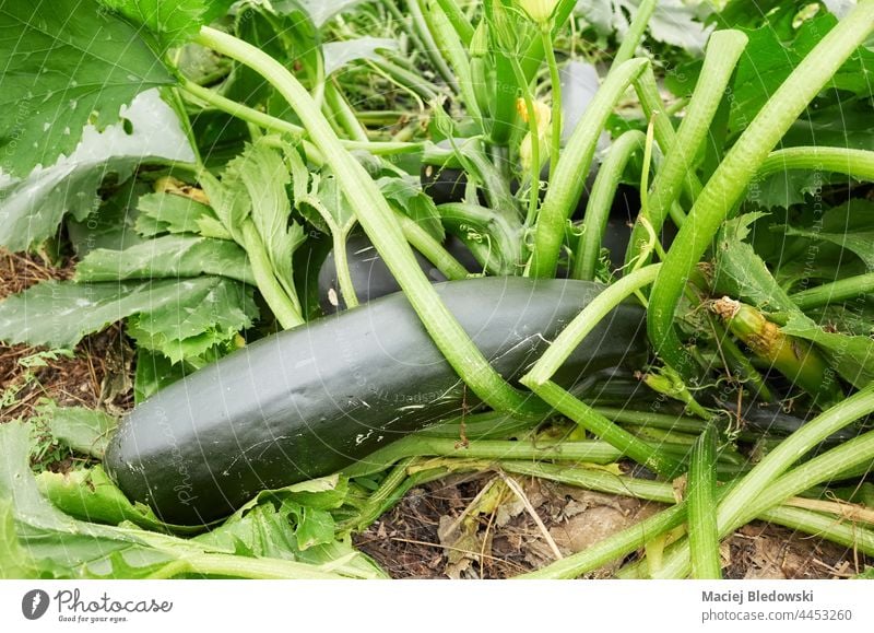 Nahaufnahme einer Bio-Zucchini. Bauernhof organisch Schonung kultivieren Gemüse Lebensmittel Garten Frucht Pflanze Gewächshaus Boden natürlich Ackerbau Ernte