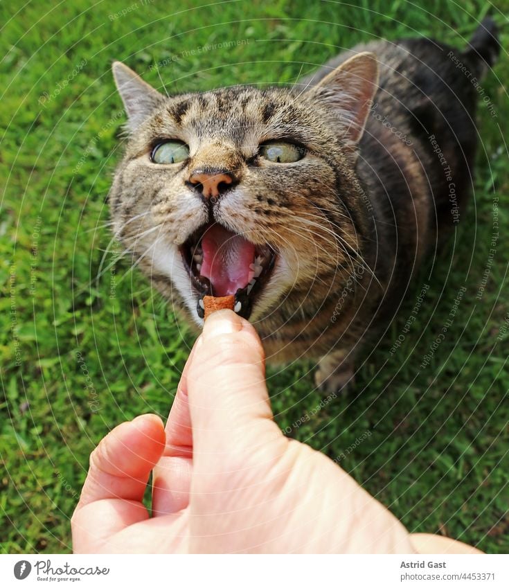 Lustiges Katzenfoto von einer kleinen Katze die mit offenem Mund auf das hingehaltene Futter wartet katze füttern offener mund lustig witzig fütterung leckerli