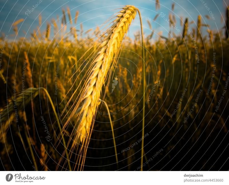 Das Weizenkorn ist reif. Ein Korn im Sonnenlicht, im vorderen Grund.  Bald beginnt die Ernte. Sommer Feld Natur Kornfeld Ähren Getreidefeld Ernährung