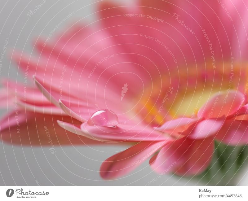 Makro einer Gerbera Blüte mit einem Wassertropfen Blume Tropfen Nahaufnahme close-up rosa pink flora floral abstrakt Natur Tau Blütenblätter Botanik Postkarte