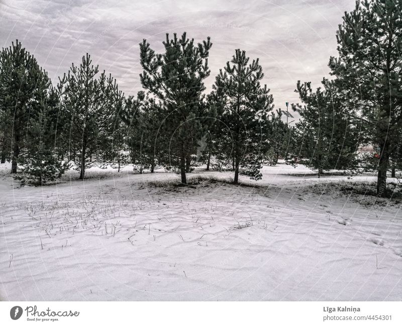 Bäume im Winter Winterstimmung verschneite weiß Schneelandschaft Wintertag Natur kalt Landschaft Umwelt Baum Winterwald Idylle Schneedecke Jahreszeiten