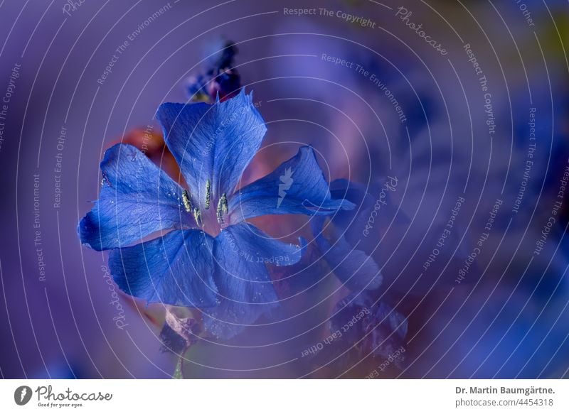 Blüten des Hohen Staudenphlox, Phlox paniculata, Zierpflanze aus Nordamerika Hoher Staudenphlox Flammenblume blau Unschärfe Sperrkrautgewächse Polemoniaceae