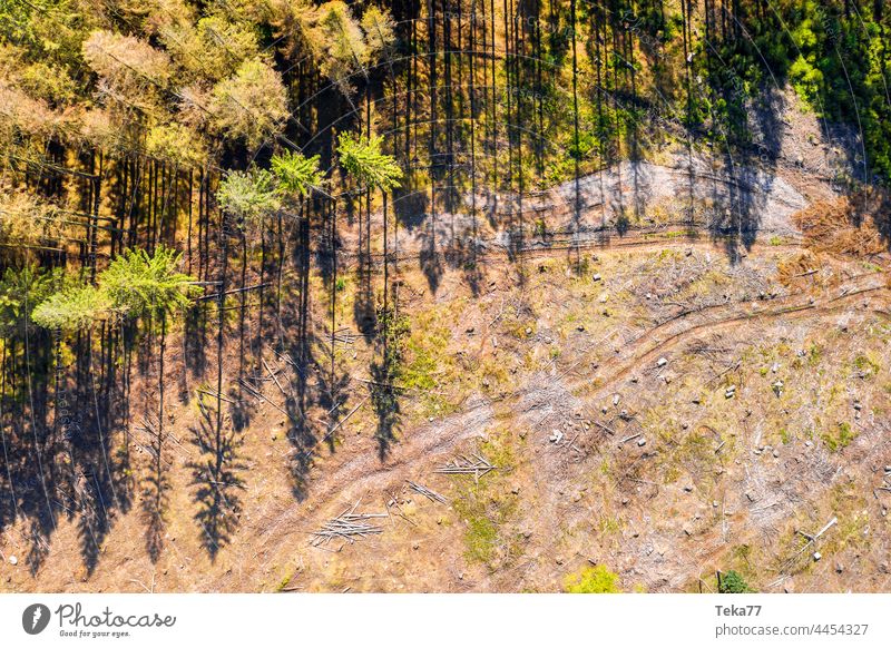 Der vergangene Wald wald borkenkäfer klimawandel schatten bäume sonne erde forest forstarbeit