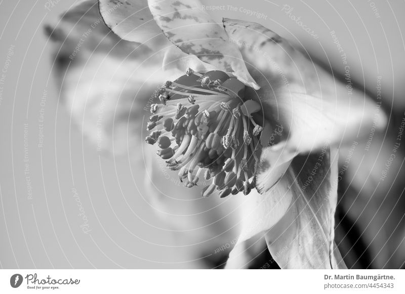 Helleborus niger, Christrose oder Schneerose, Hahnenfußgewächse .Nieswurz schwarze Nieswurz Pflanze Blume Blüte Frühblüher Ranunculaceae Zierpflanze