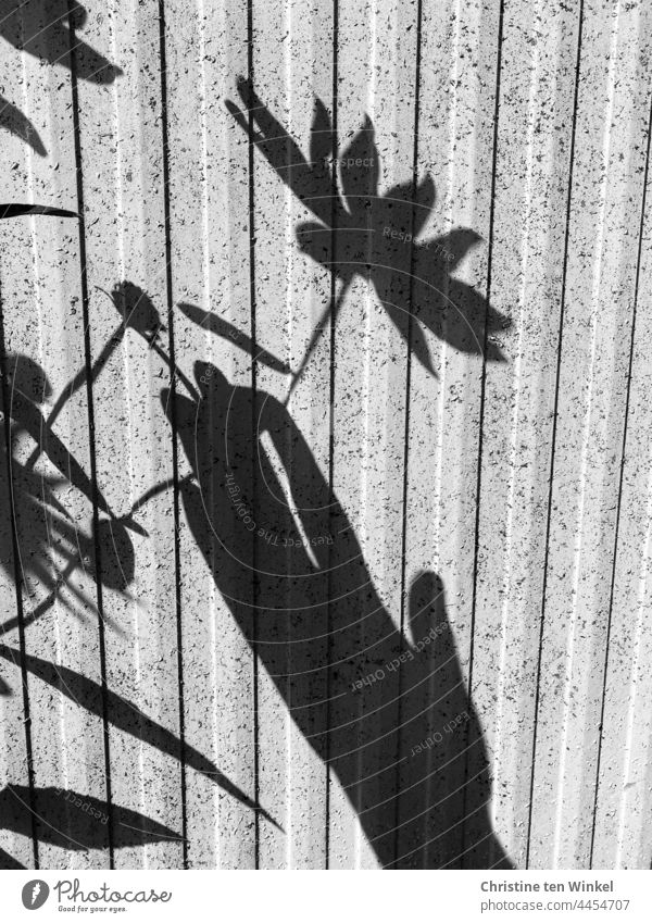 Schatten von Blume und Hand an einem Trafokasten Schattenspiel Blüte halten Pflanze Licht und Schattenspiel
