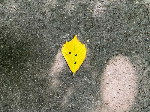 Ein gelbes Herbstblatt liegt auf dem Gehweg und scheint den Betrachter mit schrägem Blick anzuschauen Herbstlaub Blatt Herbstfärbung Sonnenlicht