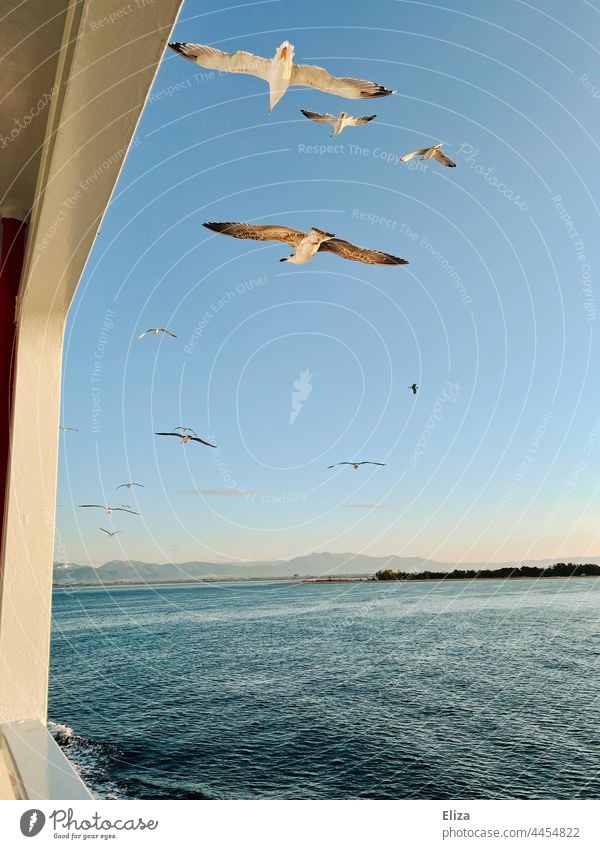 Möwen fliegen über dem Meer Vögel Himmel Vogel Freiheit Hotizont Schiffsreling blau