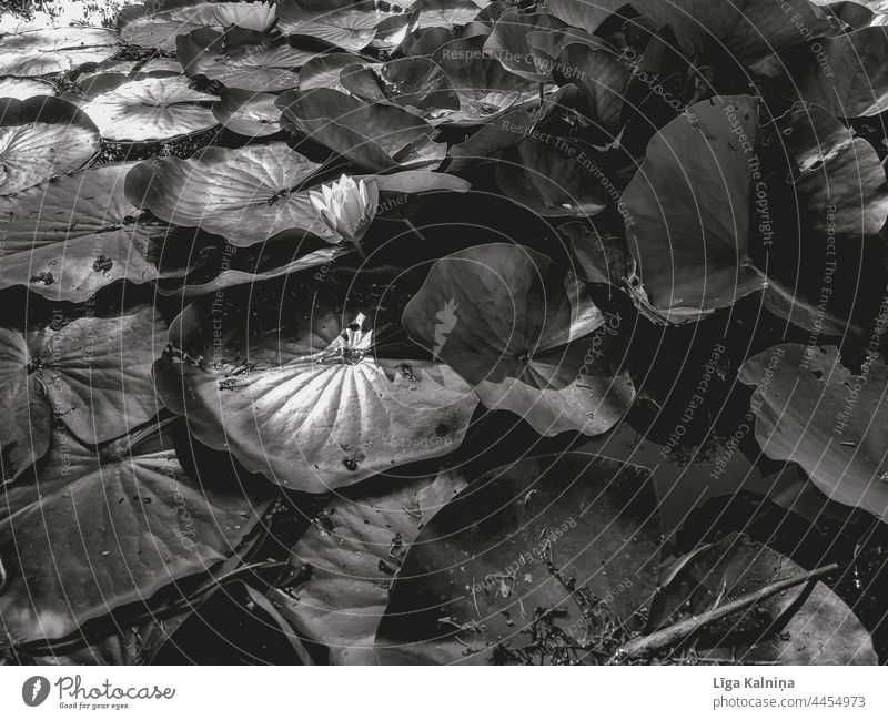 Seerosen in Schwarz und Weiß Wasserlilien Wasseroberfläche Teich Wasserspiegelung Windstille Natur Pflanze Idylle Vollbild Blume Blumen
