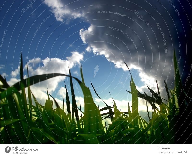 im gras liegen Wolken - ein lizenzfreies Stock Foto von Photocase
