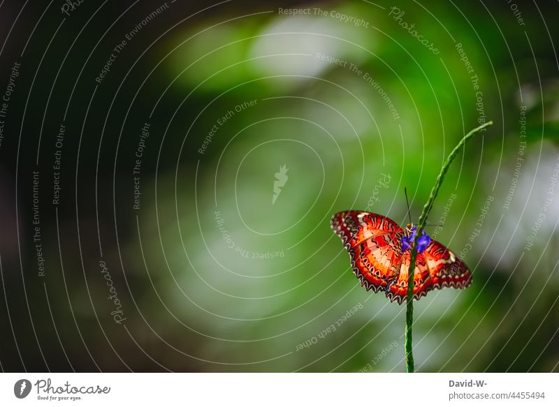 bunter farbenfroher roter Schmetterling in grüner Umgebung exotisch besonders schön Muster Strukturen & Formen
