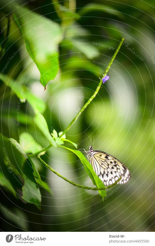 Schmetterling auf einer Pflanze grün Natur zart schön Naturerlebnis filigran Insekt Muster Struktur leuchten