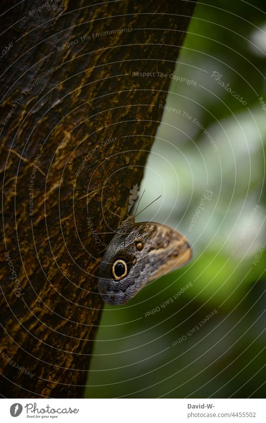Schmetterling an einem Baumstamm klein Muster Strukturen & Formen verstecken Tarnung Natur braun Flügel Tarnmuster