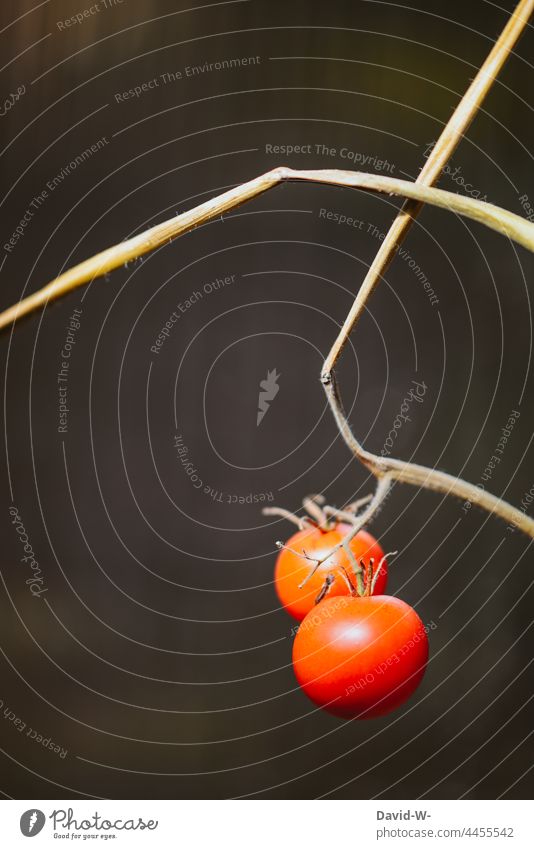 Zwei reife Tomaten an einer vertrockneten Tomatenpflanze - Selbstversorger hängen Ernte Tomaten ⁰ Ernährung Wachstum Kunst rot natürlich