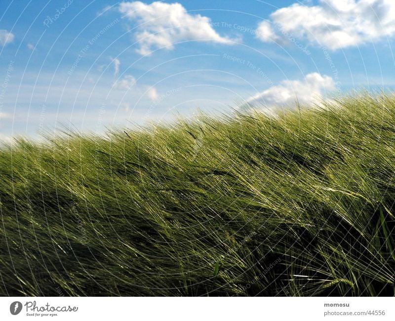 weizenwind Weizen Feld Wolken grün Himmel Getreide blau