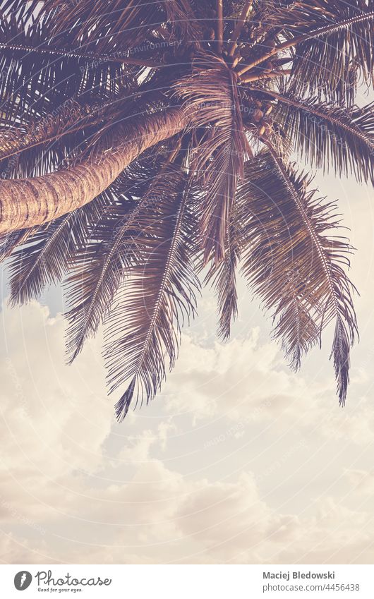 Kokosnusspalme gegen den Himmel, mit Farbtonung. Handfläche Natur retro tropisch Sommer Baum reisen Urlaub gefiltert Sonnenuntergang Feiertag Szene exotisch