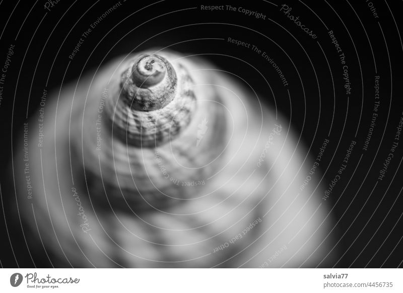 maritime Formen und Strukturen | Wellhornschnecke Meeresschnecke Makroaufnahme Schneckenhaus Unschärfe Spirale Strukturen & Formen Muster Hintergrund neutral