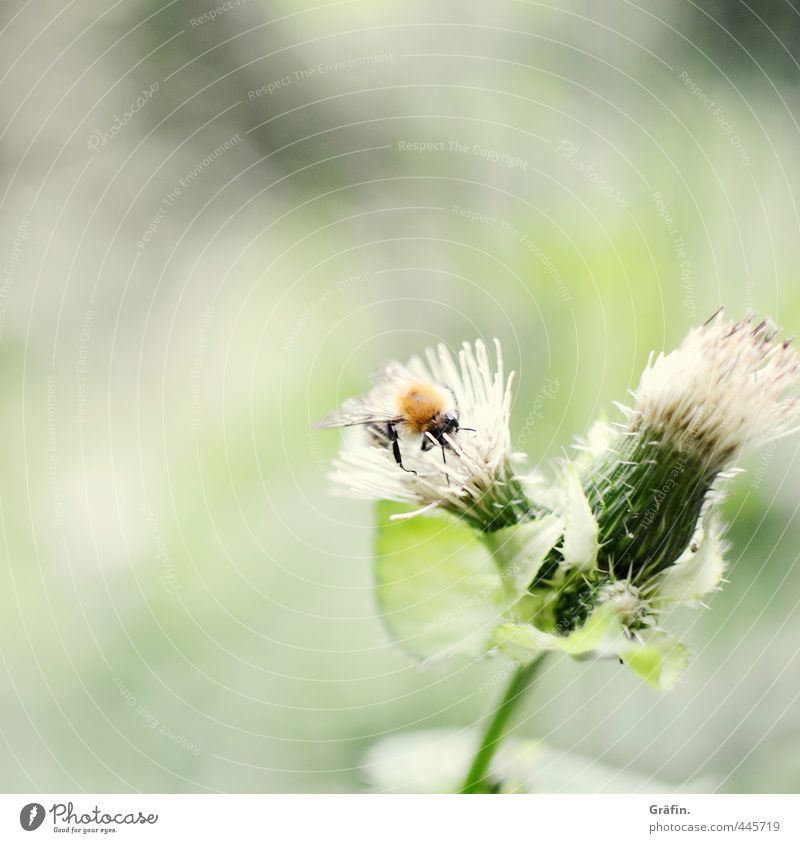Von Bienchen und Blümchen Pflanze Tier Sommer Blüte Wildpflanze Park Wildtier Biene 1 entdecken grün Appetit & Hunger Abenteuer Idylle Natur rein Insekt Distel