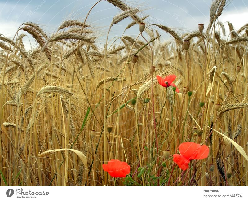 blick - feld Feld Mohn reif Blume Blüte Weizen Wolken Ähren Sommer Getreide Ernte Himmel