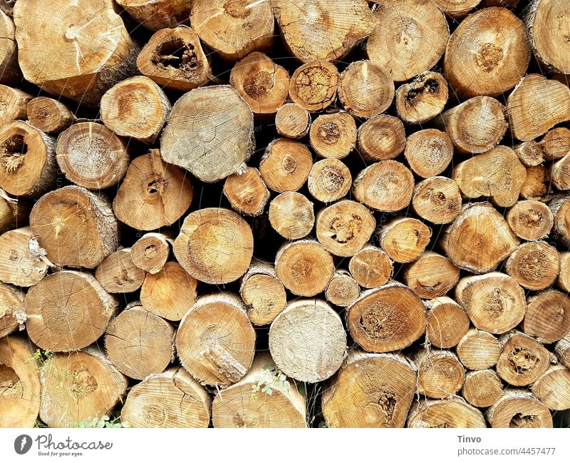 Stapel getrockneter Baumstämme Holzstapel baumstämme Kaminholz Brennholz Totholz Forstwirtschaft Haufen Nutzholz Abholzung Brennstoff Umwelt geschnitten