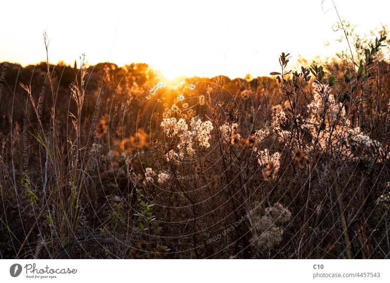 Trockene Wildblumen und wildes Gras im Gegenlicht der sanften goldenen Stunde der Sonne Licht Sonnenuntergang abstrakt Herbst Herbsttag Hintergrund