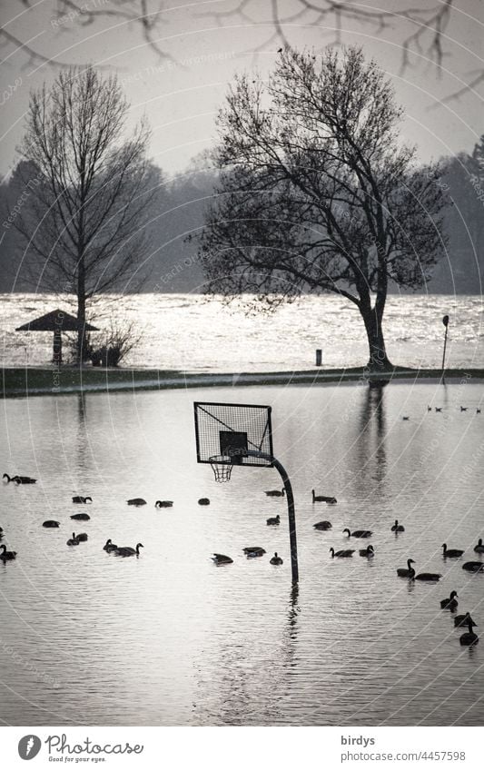 Ein vom Hochwasser überschwemmter Basketballplatz auf dem Enten schwimmen Überschwemmung Starkregen Wassermassen Basketballkorb überflutet Klimawandel Fluss