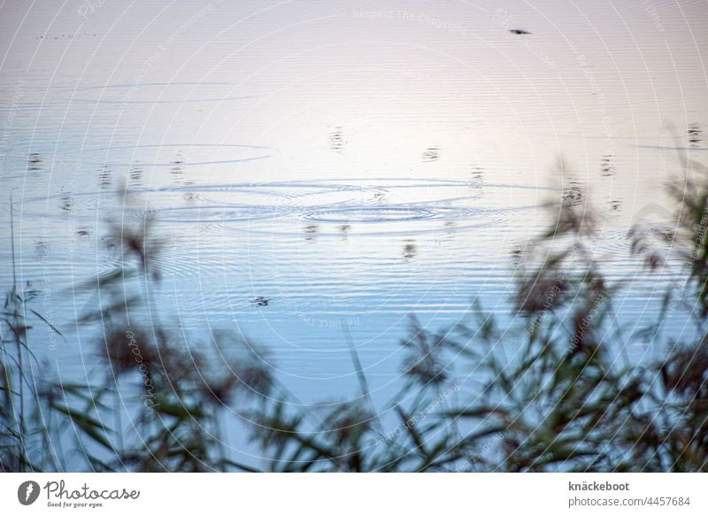 teichland See Wasser Natur blau Landschaft wasserringe Reflexion & Spiegelung Seeufer ruhig Außenaufnahme Idylle Erholung Wasserspiegelung Farbfoto friedlich