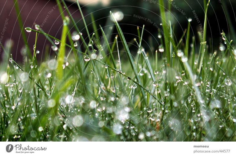grasnass Gras Wiese grün Wassertropfen Regen Seil Unschärfe Garten Rasen