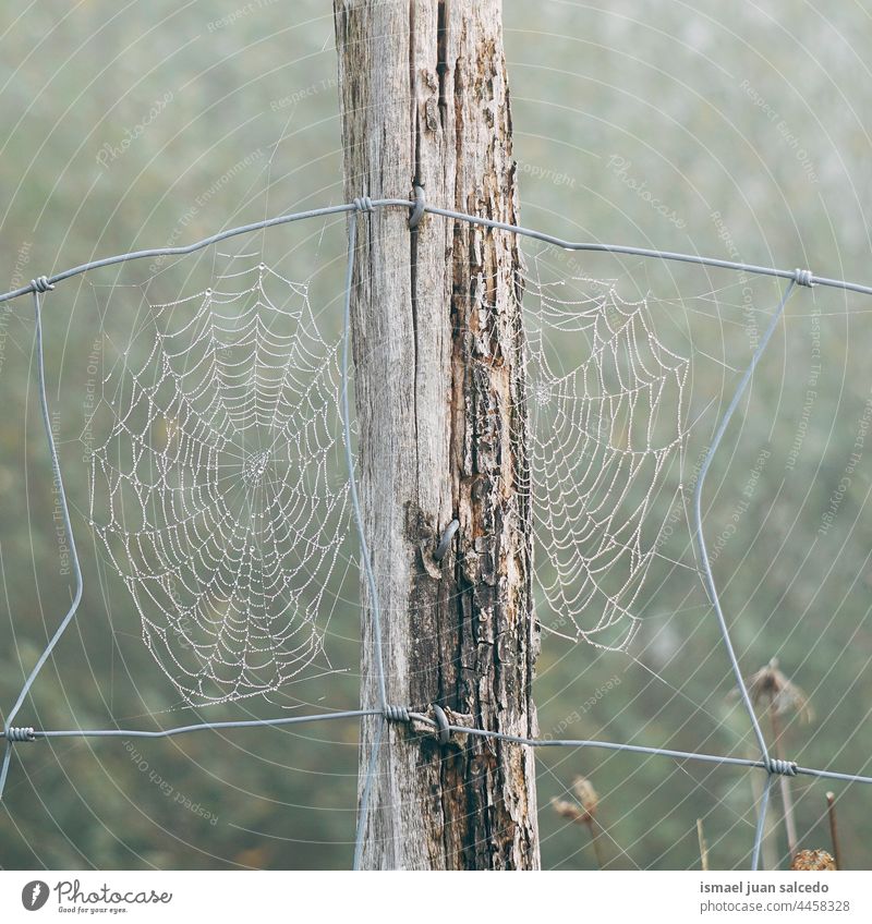 Spinnennetz auf dem Stacheldrahtzaun Netz Natur Regentropfen Tropfen regnerisch hell glänzend im Freien abstrakt texturiert Hintergrund Wasser nass sehr wenige