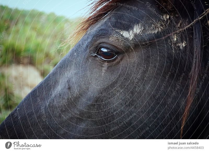 schöne schwarze Pferd Porträt Tier wild Kopf Auge Ohren Behaarung Natur niedlich Schönheit elegant wildes Leben Tierwelt ländlich Wiese Bauernhof Weidenutzung