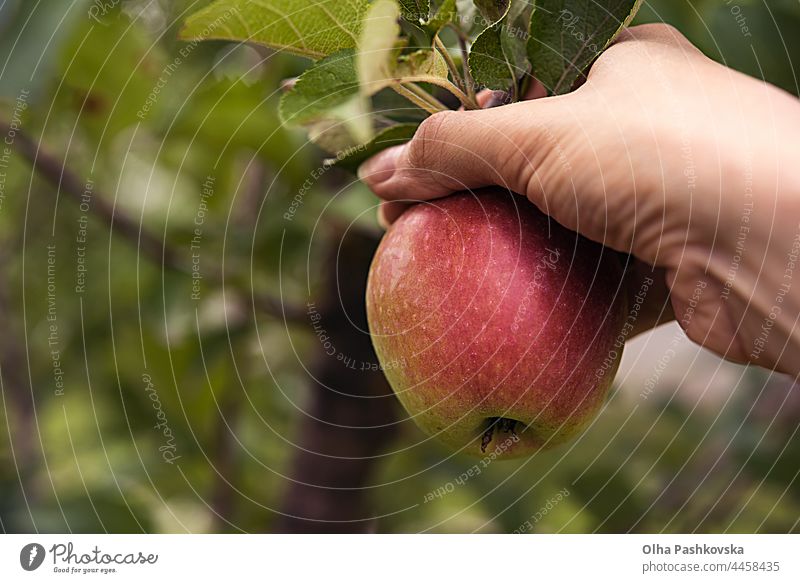 Ernte von Äpfeln der roten Seite Apfel Obstgarten Frucht Kommissionierung Baum organisch frisch Lebensmittel grün Hintergrund Natur Gesundheit Hand Blatt reif