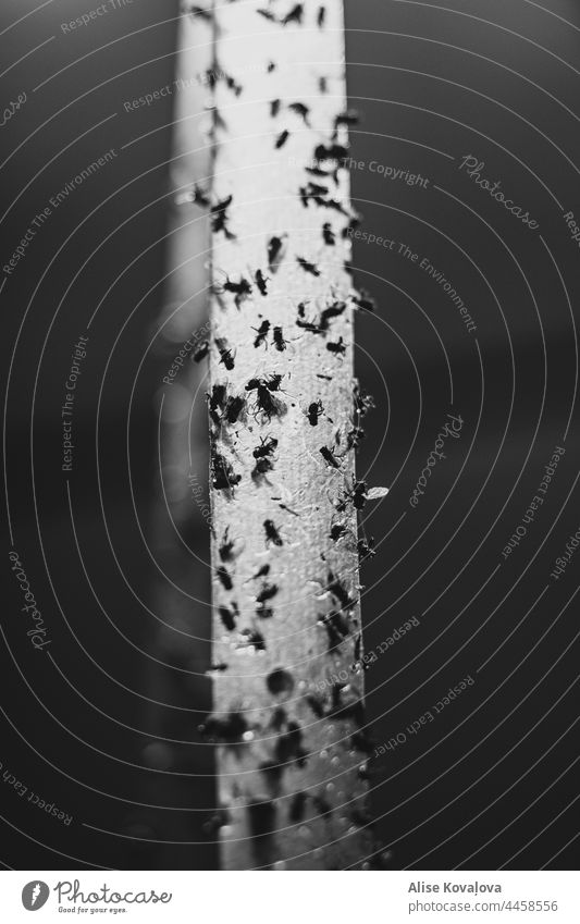 Fliegenfänger Insekt Insektenschutzband Nahaufnahme Tod Schwarzweißfoto Tier Flügel Beine Detailaufnahme Licht & Schatten Klebeband Vernichtung Totes Tier