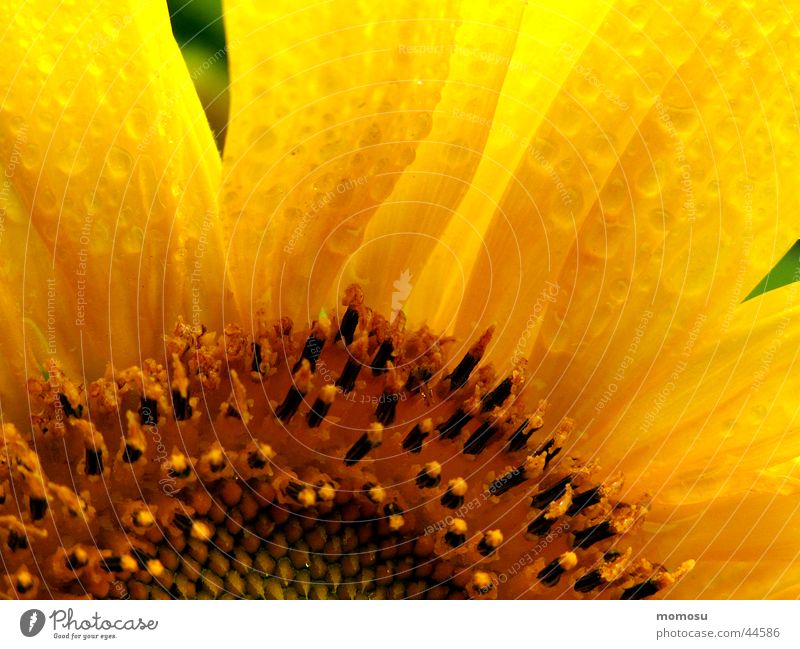 sunflower in the rain Sonnenblume Feld Sommer Blatt Blüte gelb Regen Wassertropfen Detailaufnahme Makroaufnahme