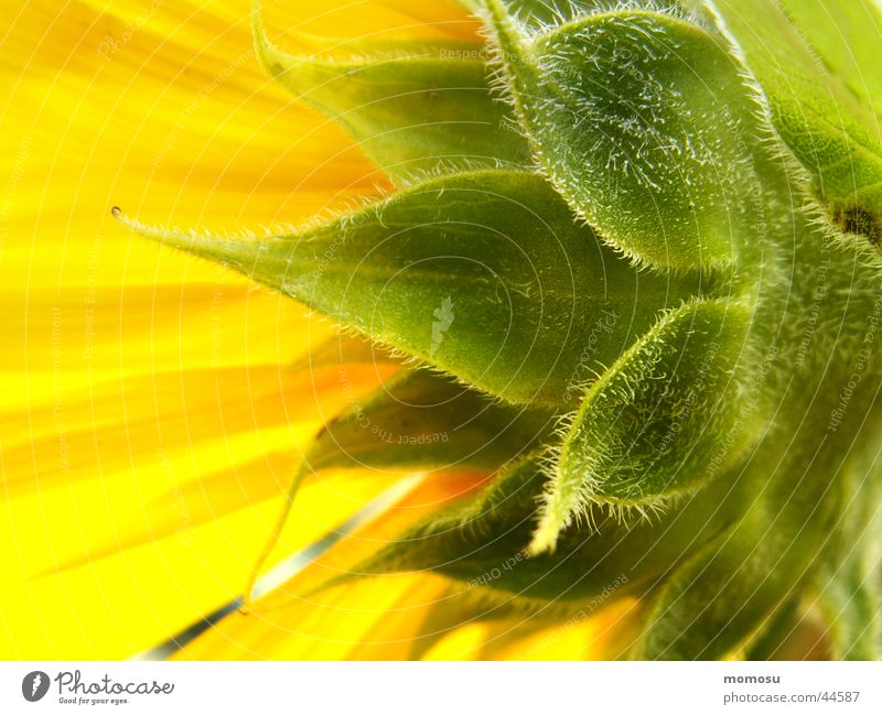 der sonne entgegen Blüte Blatt gelb Sommer Feld Sonne Sonneblume