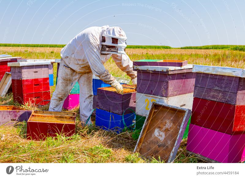 Imker, Imker arbeitet im Bienenhaus, Reihe von Bienenstöcken, Bienenfarm Aktivität Bienenkorb Bienenzucht angeordnet Bienenstock brüten beschäftigt