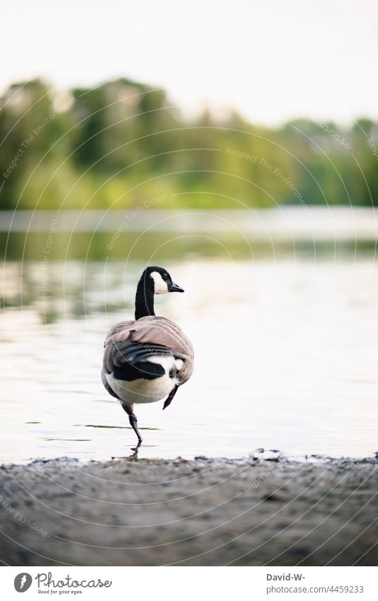 Gans die denkt sie sei ein Flamingo See Bein hoch lustig Vogel Tier Wasser Natur