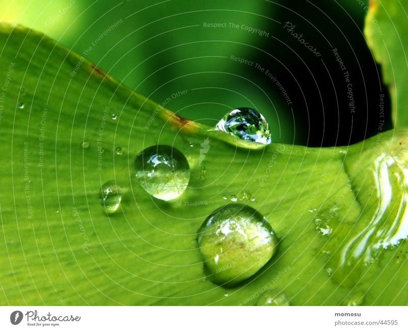drops on my ginkgo Blatt Baum grün Regen Wassertropfen Detailaufnahme