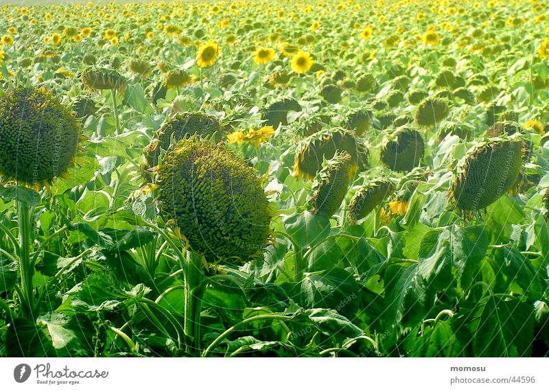 ...alles hat seine zeit Sonnenblume Feld Licht Blüte Blatt Sommer Ernte
