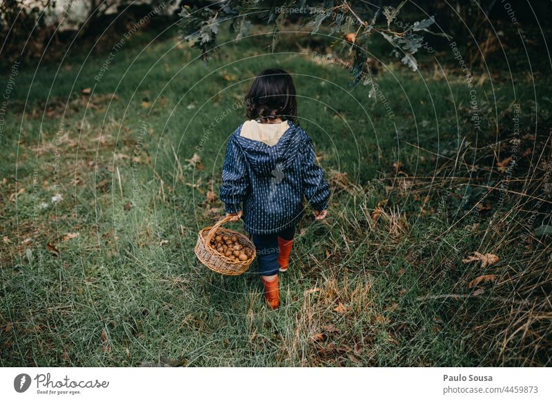 Rückansicht eines Kindes mit einem Korb voller Walnüsse Mädchen authentisch Herbst Walnussholz Container Umwelt Lifestyle Farbfoto grün Außenaufnahme Natur